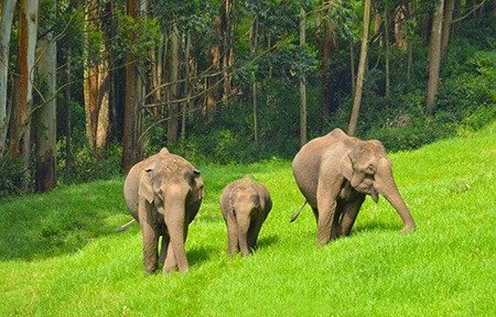 Yahya Rent a Car-Forest Tourism Kerala